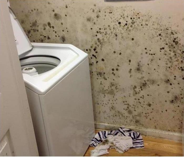 Mold covering wall in laundry room